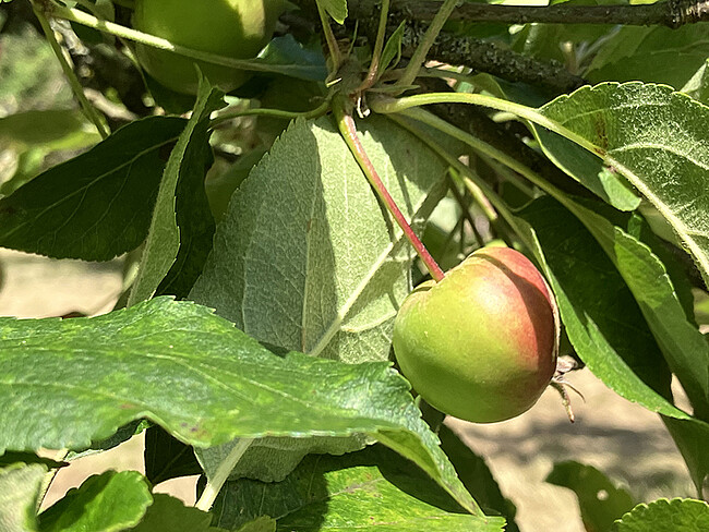 Obstbäume veredeln und schneiden